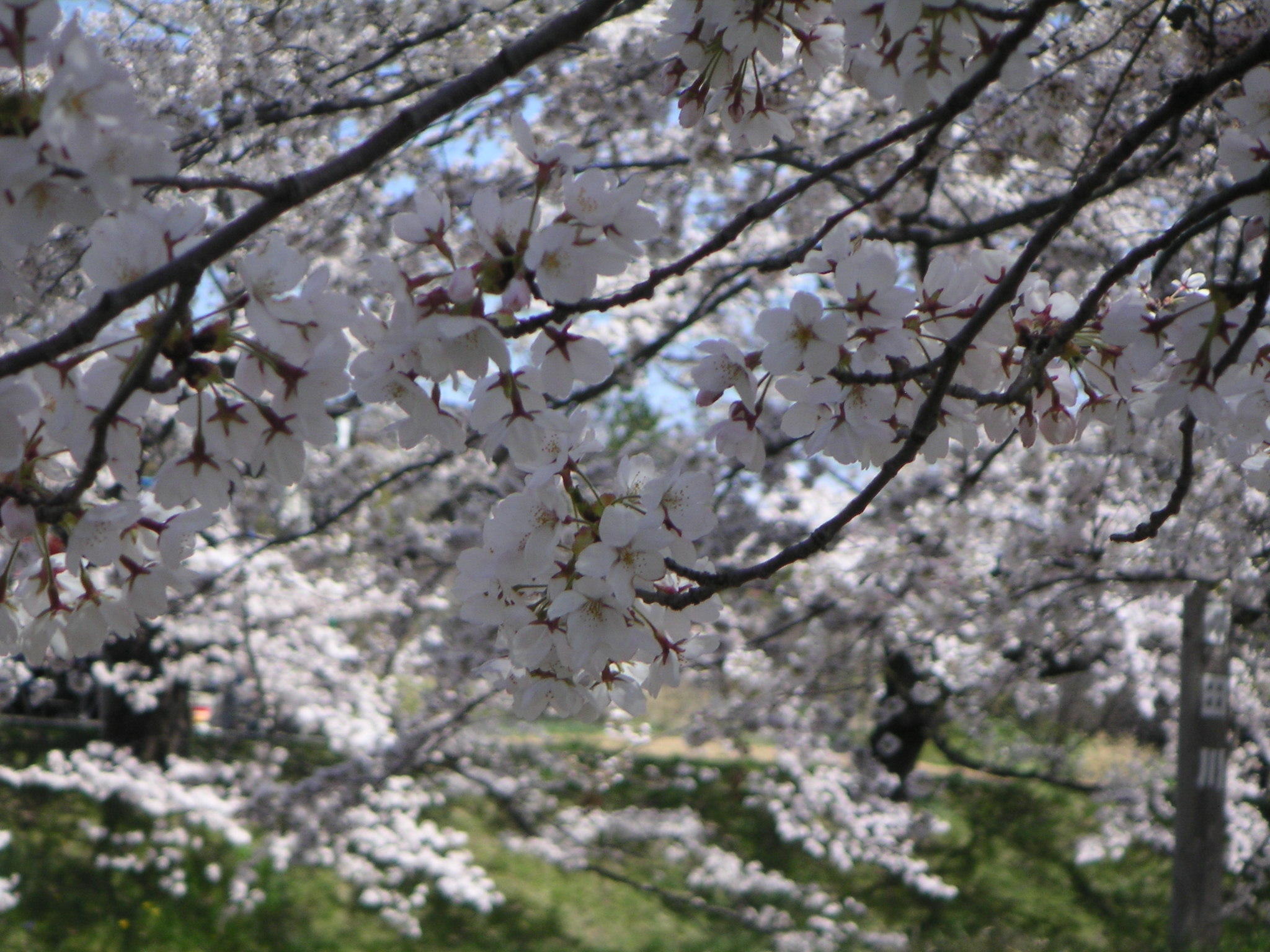 http://higurashi.fkoriyama.com/images/sakura05_up.jpg