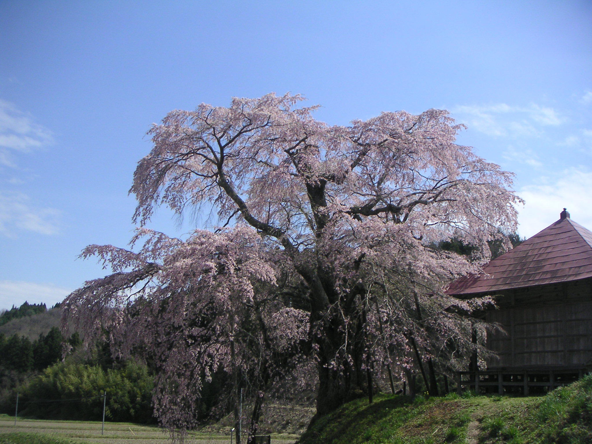 http://higurashi.fkoriyama.com/images/sakura19_up.jpg