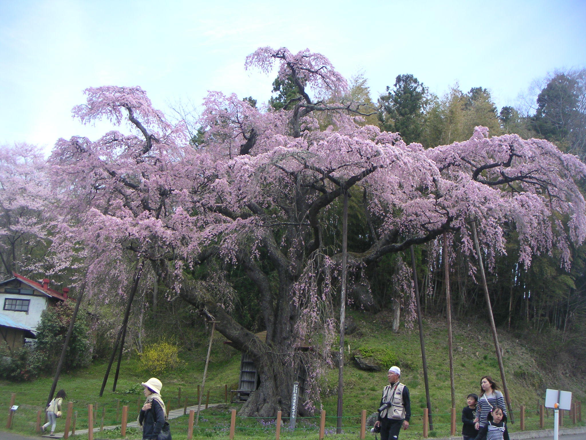 http://higurashi.fkoriyama.com/images/sakura20_up.jpg