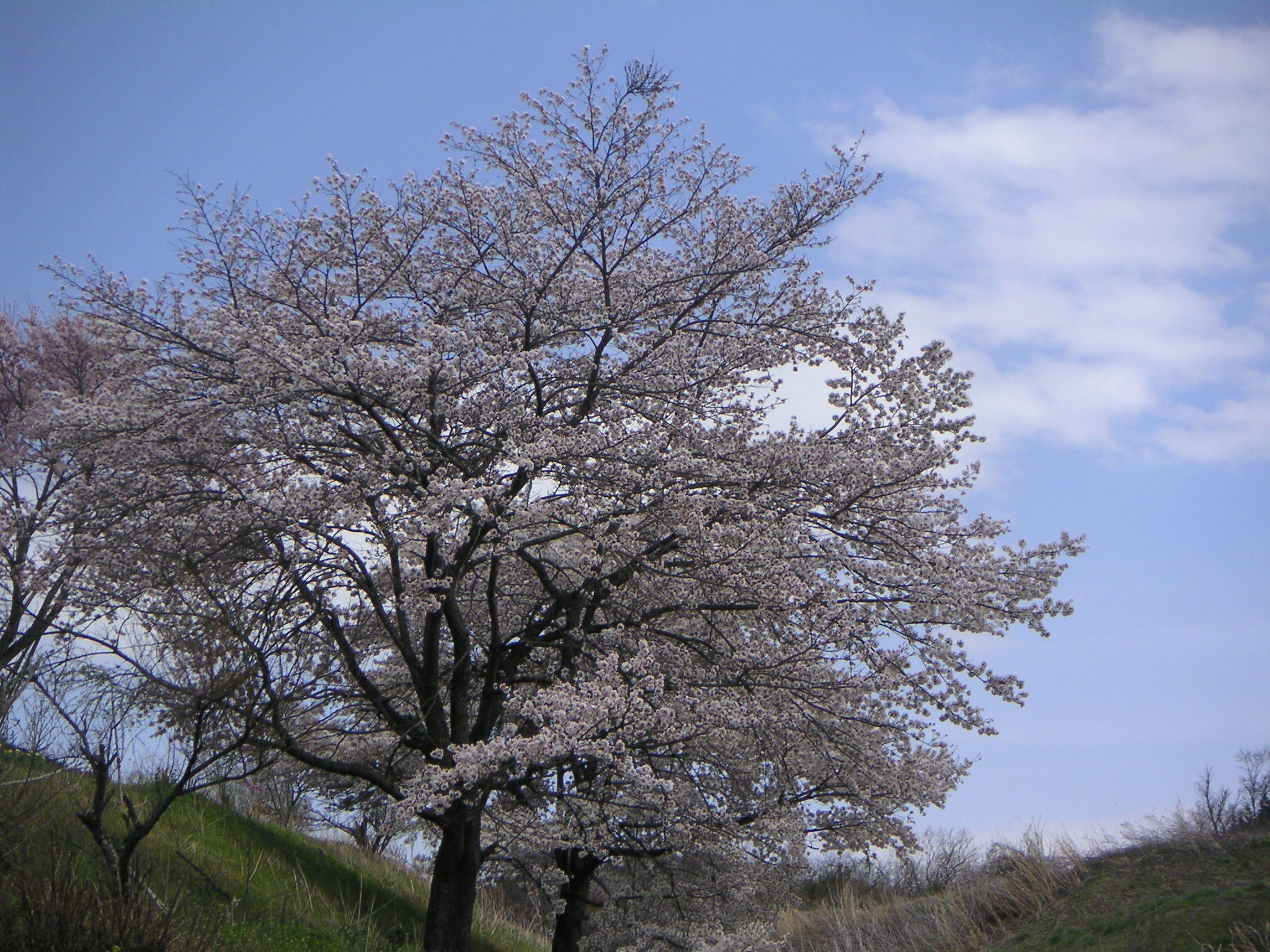 http://higurashi.fkoriyama.com/images/sakura24_up.jpg