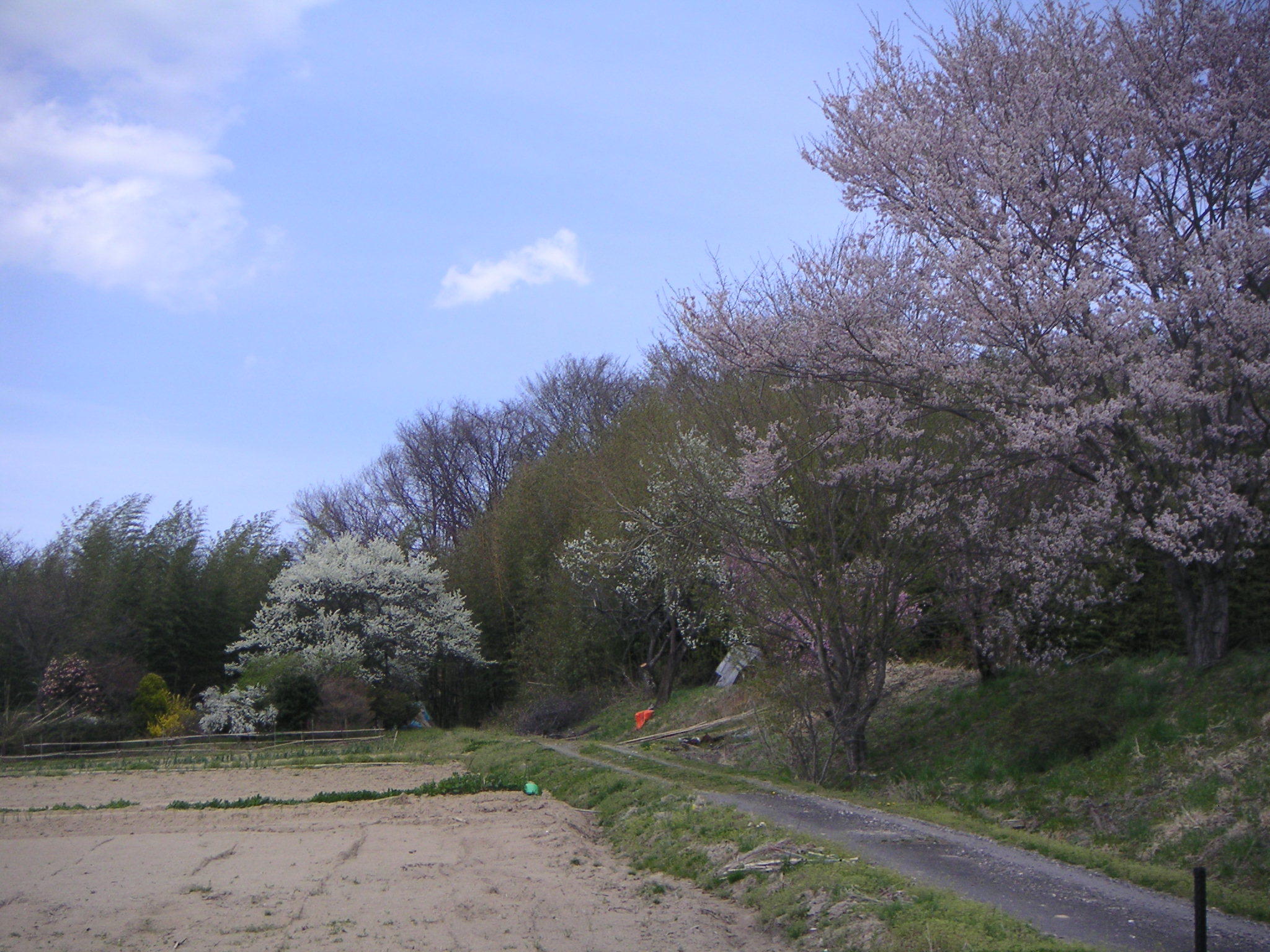 http://higurashi.fkoriyama.com/images/sakura28_up.jpg